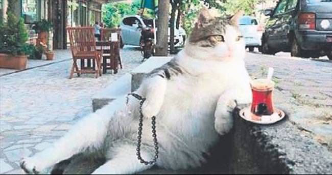 Kadıköy’ün ünlü kedisi Tombili