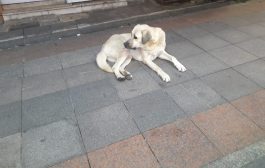 Kadıköy Tarihi Çarşı’da iri köpeğin , dostça sevgi gösterileri