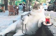 Kadıköy’ün ünlü kedisi Tombili
