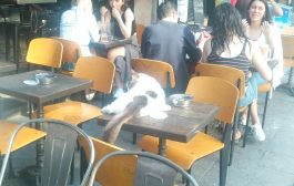 Moda Caddesi’nde bir kedinin cafe keyfi