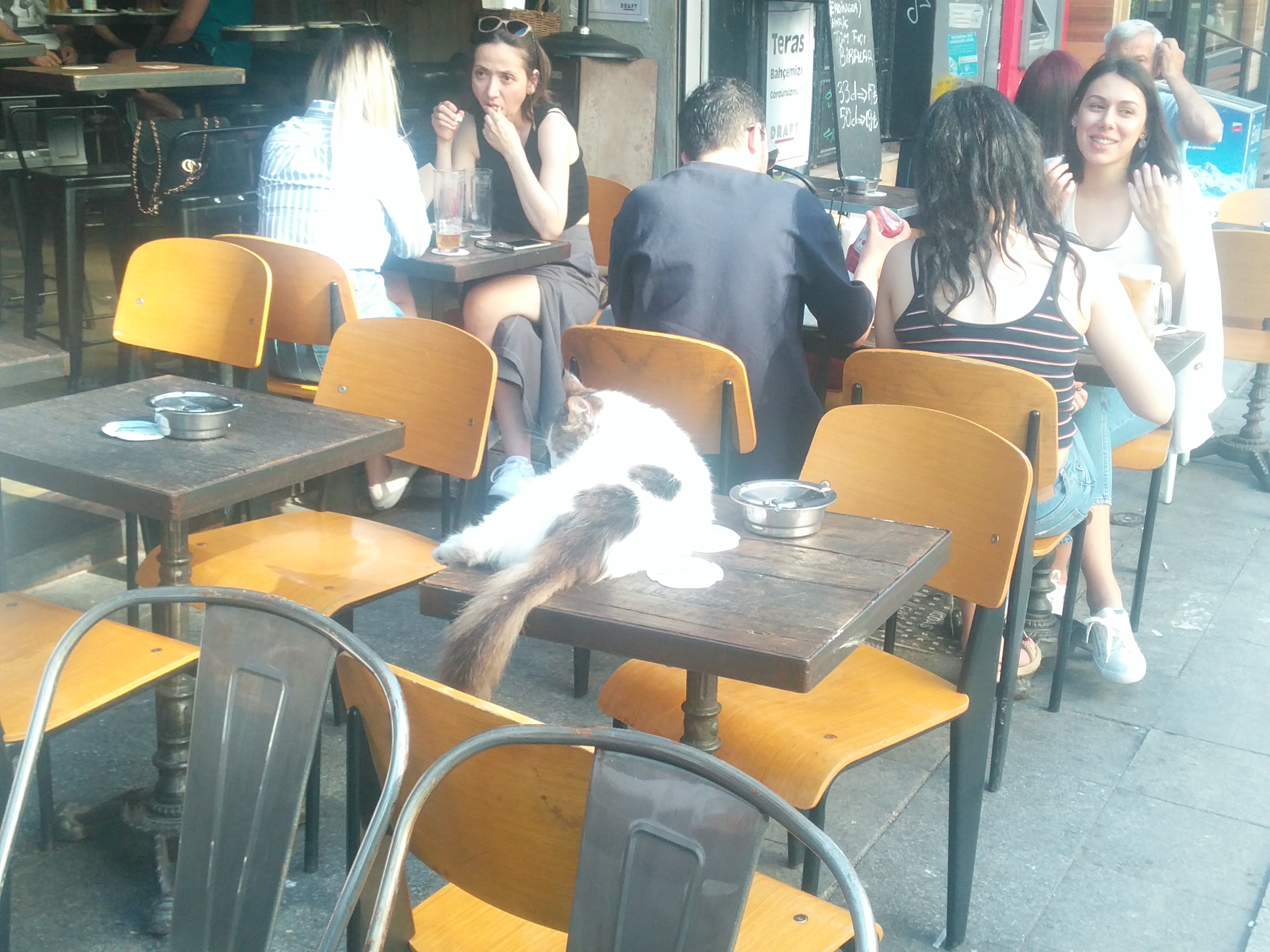 Moda Caddesi’nde bir kedinin cafe keyfi