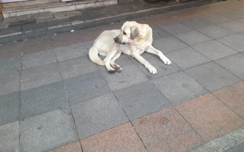 Kadıköy Tarihi Çarşı’da iri köpeğin , dostça sevgi gösterileri
