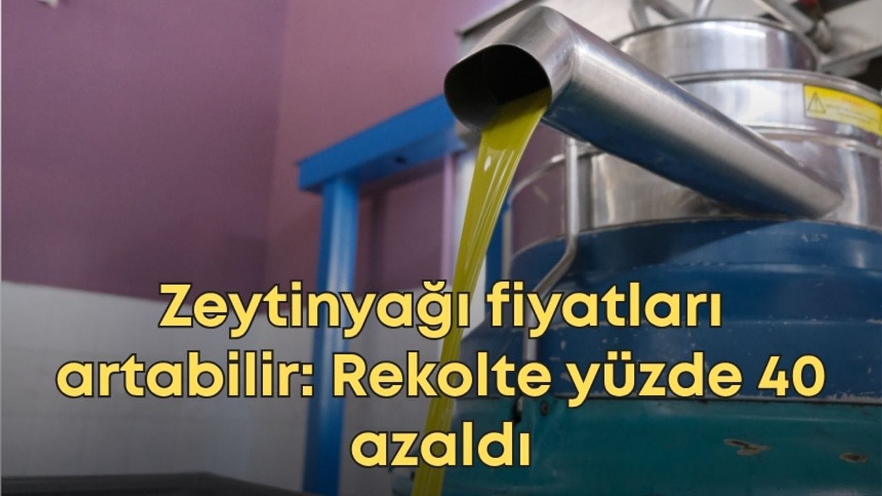 Zeytin’de Yok Yılı : Rekolte beklentisi yüzde 40’a yakın oranda düştü . Zeytinyağı fiyatlarında artış bekleniyor